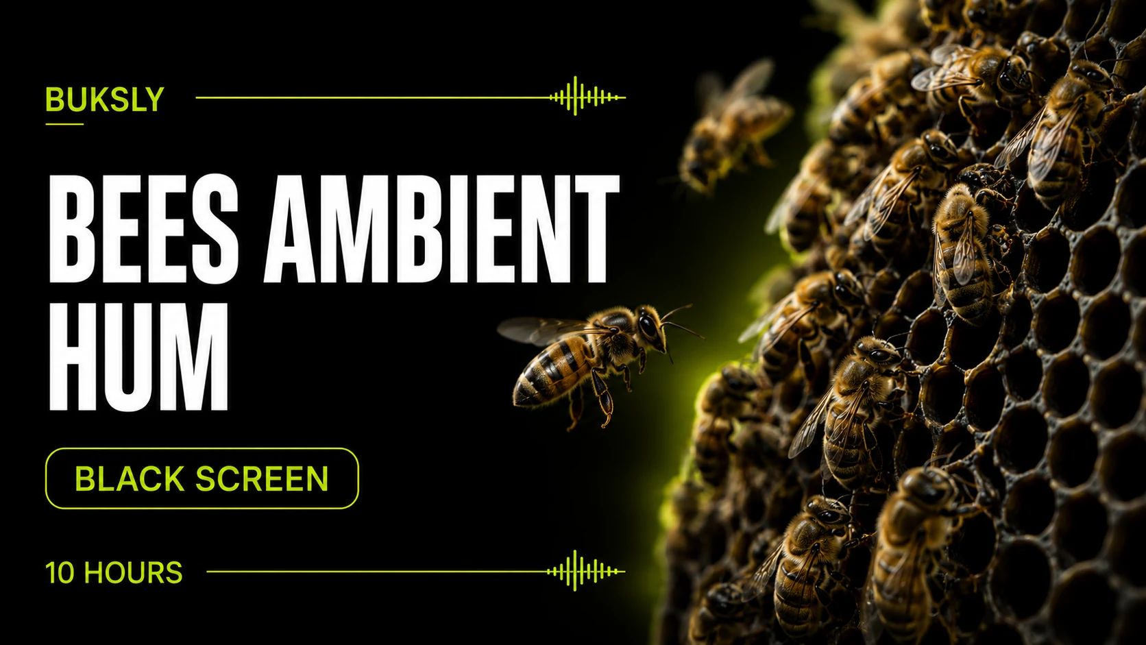 Bees Ambient Hum ambient cover for studying